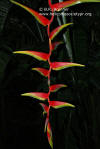 Heliconia chartacea x platystachys 'Temptress'